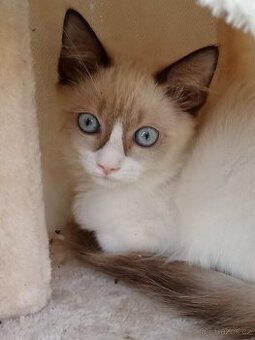 Ragdoll - 1