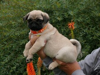 Mops - Štěňátka