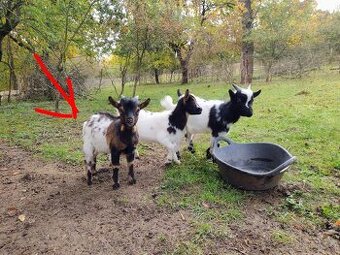 Holandská zakrslá koza