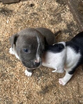 Americký stafordšírský teriér