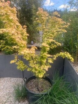 javor Acer palmatum