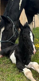 Barock Pinto X Welsh Cob D