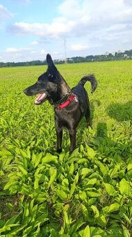 Kříženec, fena 9 měsíců hledá domov