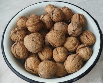 Vlašské ořechy, sklizeň 2025