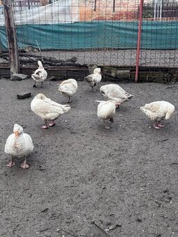 Husa česká chocholatá pár - 1