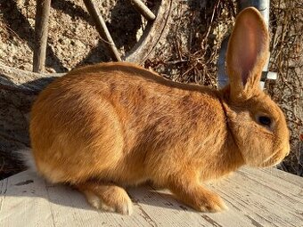 Burgundský králík