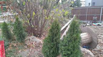 tůje smaragdové 1m