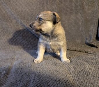Nabízím k zadání štěňata - křížence husky a borderkolie