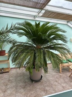 CYKAS REVOLUTA 27 let starý