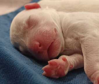 Lagotto Romagnolo, Italský vodní pes FCI