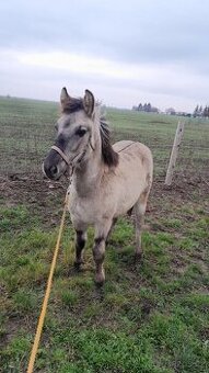 Hříbata plemene Konik Polski s PP