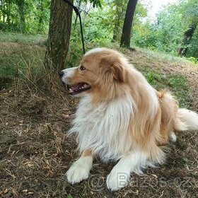 Border kolie - krytí pro feny s pp