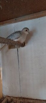 0,1 Holoubek diamantový