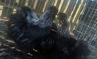 Kohout hedvábničky