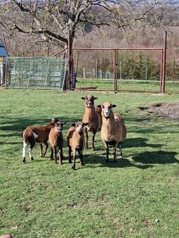 Jehňata ovce Kamerunské