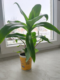 léčivá KALÍSIE vonná - - viz text a fota