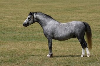 Welsh mountain pony 6 let