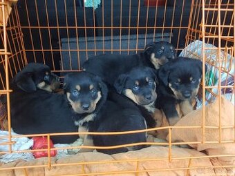 Rotvajler,RTW,Rottweiler,Rotwailer