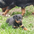 Rotvajler,RTW,Rottweiler,Rotwailer