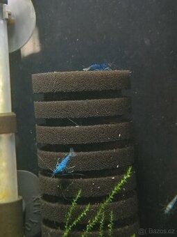 Krevetky Neocaridina Blue Dream modré