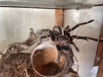 Sklípkan Gramostola Pulchripes