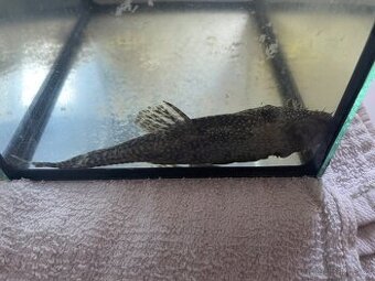 Ancistrus - 1