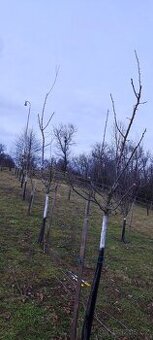 Stříhání , výsadba ovocných stromů - 1