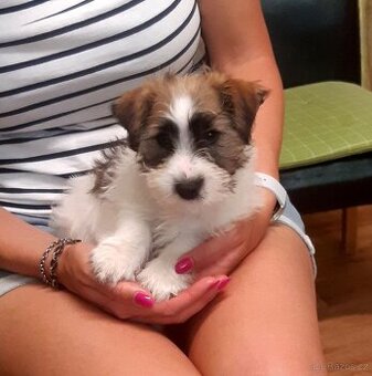Jack russell terier