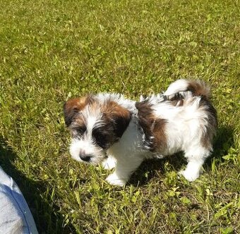 Jack russell terier