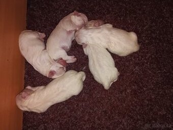 COTON DE TULEAR-stenatka s PP - 1
