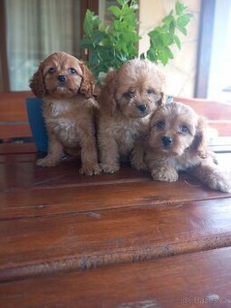 Cavapoo