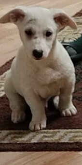Jack Russell teriér