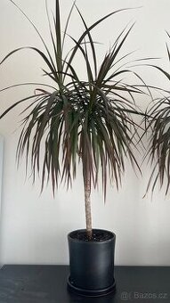 Dracena cca 75 cm