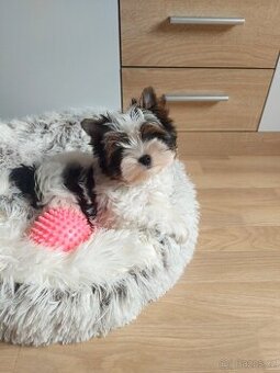 Biewer yorkshire terrier