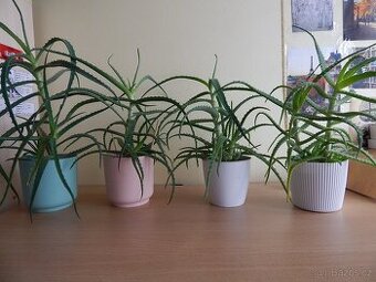 Aloe Vera pravá 3-5 let