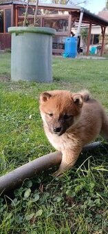 Shiba-Inu   - štěňata
