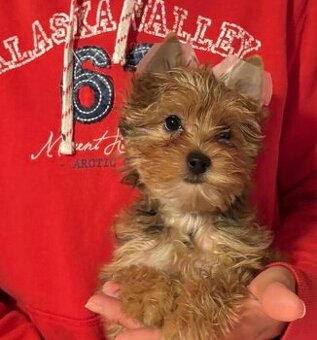 Jorkšírský teriér s PP