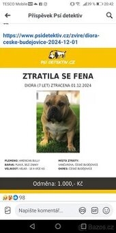 Fenka american bully
