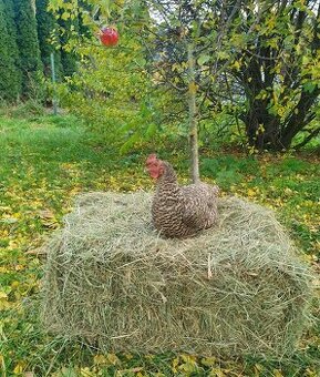 Ekologické seno malé balíky