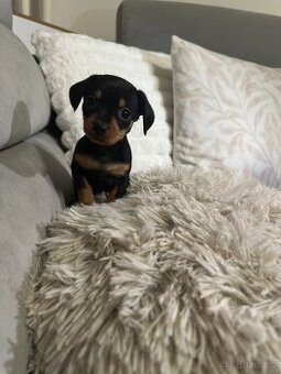 Jezevčík trpasličí