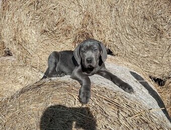 Cane Corso ihned k odběru