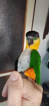 Amazonek černotemený samička