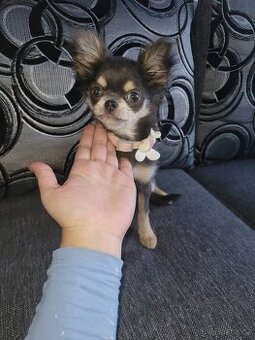 Štěňátko Čivava holčička