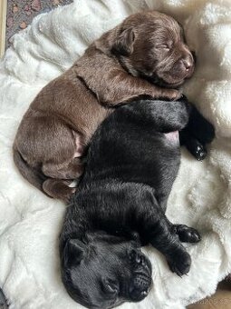 Štěňátka Labrador Retriever s PP, černá a čokoládová