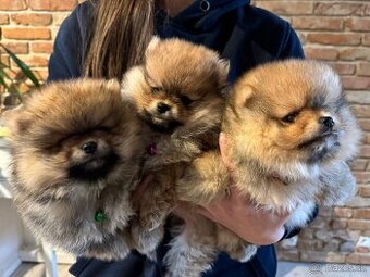 Pomeranian špic trpasličí