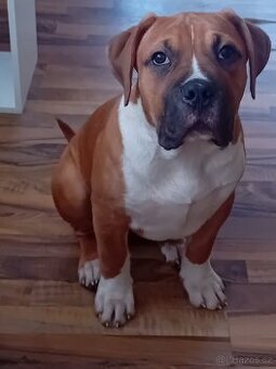 American bully-Kříženec