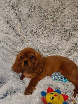 Kavalír King Charles Španěl