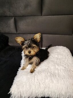 Jorkšírský teriér