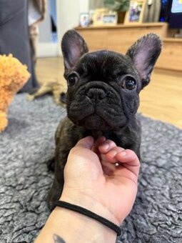 Francouzský buldoček s průkazem původu