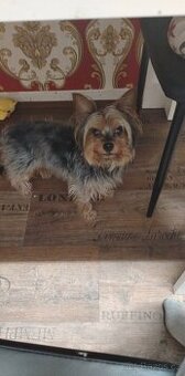 Jorkšírský pes 🐕